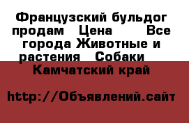 Французский бульдог продам › Цена ­ 1 - Все города Животные и растения » Собаки   . Камчатский край